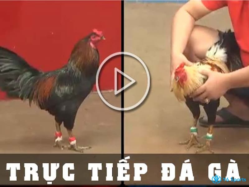 Đá gà trực tiếp và hoạt động giải trí đang được yêu thích nhất hiện nay