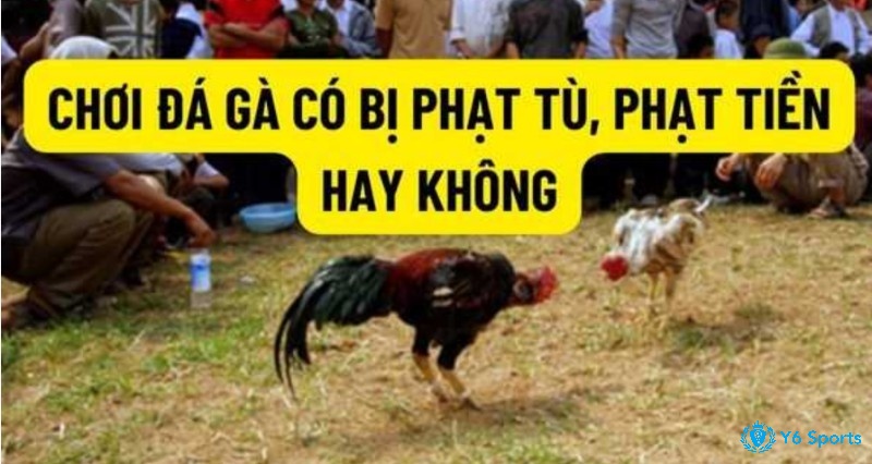 Quy định đá gà bị phạt bao nhiêu với mức độ hành chính