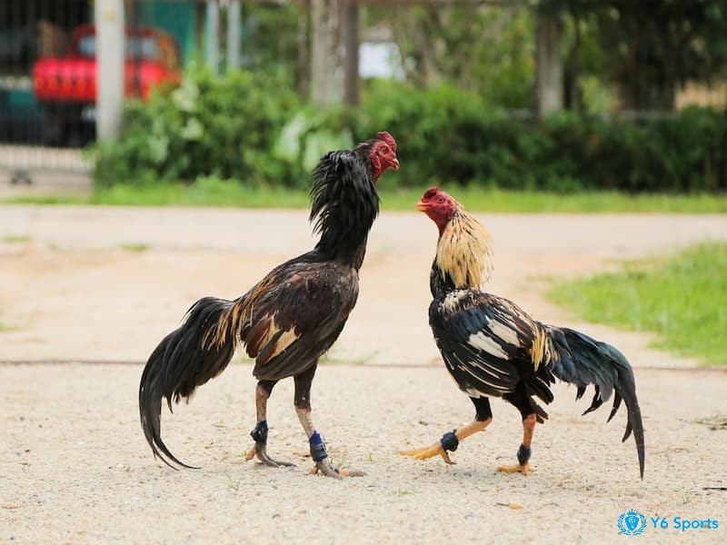 Cựa tròn là loại cựa được tạo ra từ một miếng sắt nhỏ có hình dạng tròn