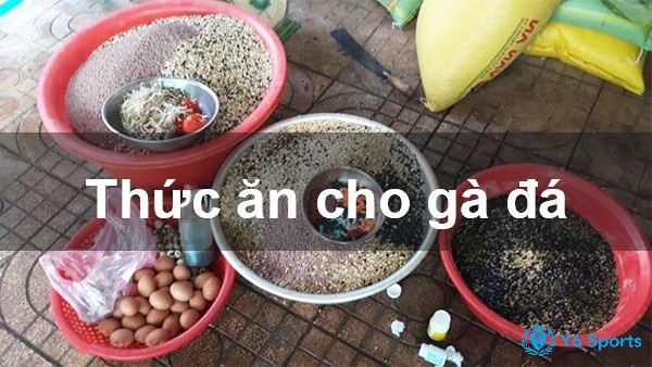 Kỹ thuật nuôi gà đá - Chế độ dinh dưỡng