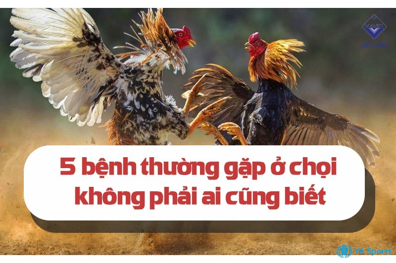 Cách phòng bệnh các bệnh thường gặp ở gà chọi