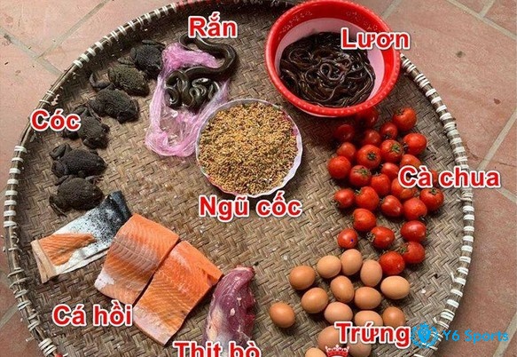 Tăng đạm để tăng độ dẻo dai cho gà đá chiến kê