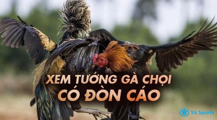 Cách xem tướng gà đá giúp phát huy sức mạnh của gà