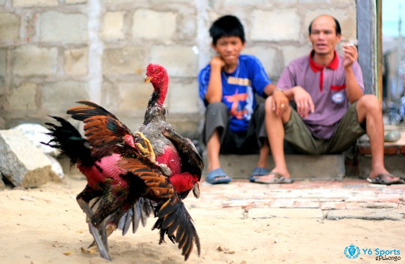 Gà giống Móng Cổ được đánh giá cao trong các trận đá gà vì khả năng thi đấu vượt trội