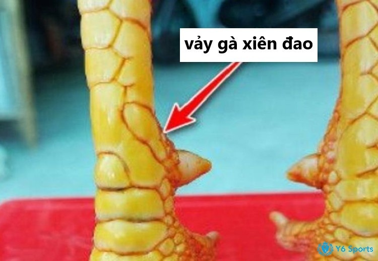 Gà vảy xuyên đao là gì? Gà có vảy xuyên đao đá có hay không?