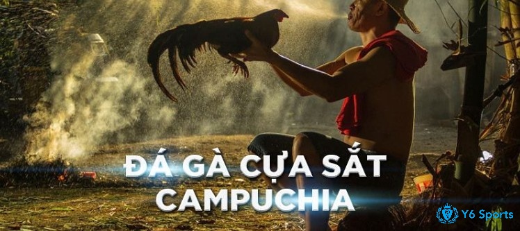 Tìm hiểu cách diễn ra trận đấu đá gà cựa sắt campuchia