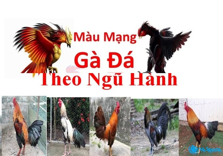 Tìm hiểu thông tin về phép xem ngày nay đá gà màu gì